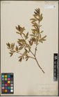 Foto von Salix alba L. x Salix pentandra L.